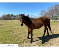 Registered Appaloosa 18 yrs