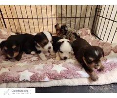 TOY YORKIE AUSTRALIAN SHEPHARD PUPPIES