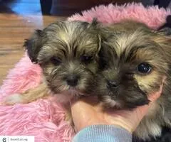 Yorkie puppies (yorkshire terrier) - $1,400